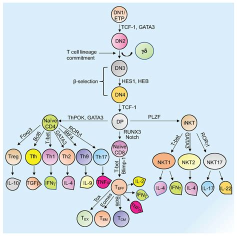 Cells | Free Full-Text | New Insights into Epigenetic Regulation of T Cell Differentiation