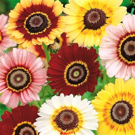 50 Pastel Painted English Daisy Seeds - Welldales