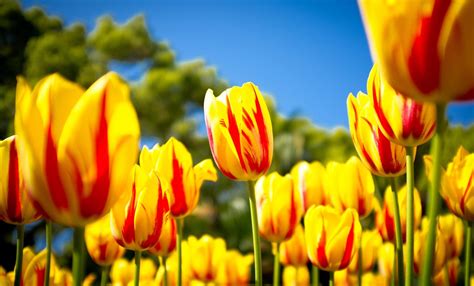 Fondos de pantalla : vistoso, Flores, cielo, Tulipanes, campo, amarillo, brillante, flor ...