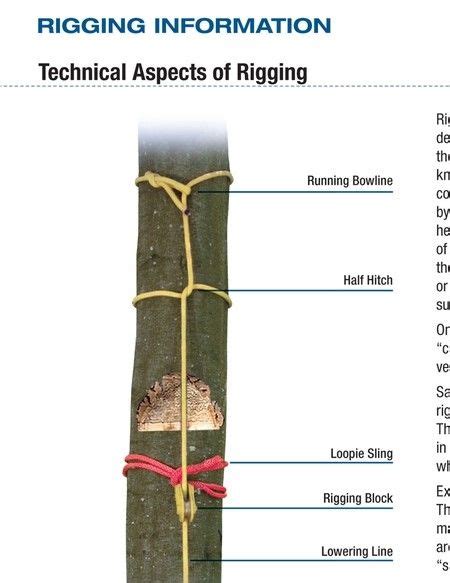 Samson Rope Catalog - Arborist 2011 - page 18 | Arborist climbing trees, Arborist, Tree felling