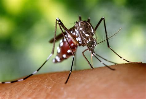 Free picture: female, aedes albopictus, mosquito, insect, up-close ...