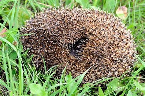 European Hedgehog Photograph by Reiner Bernhardt - Fine Art America