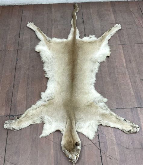 Lot - Taxidermy Mountain Lion Pelt / Area Rug