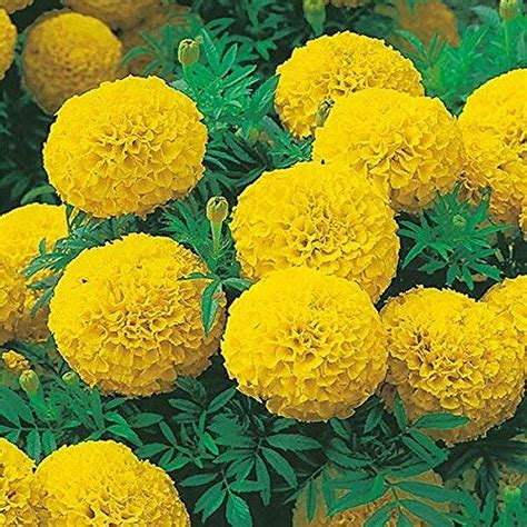 African Marigold F1 seeds – GardeningCentre