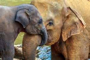 Why an Elephant's Nose is Called a "Trunk"