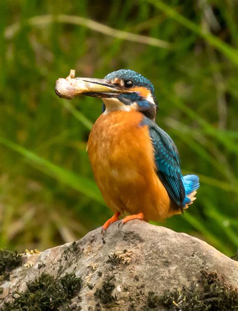 Kingfisher on the River - Goodenbergh Leisure