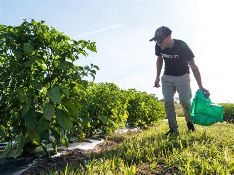 Harvesting Peppers: When to Pick Peppers and How to Harvest Peppers – Pepper Joe’s