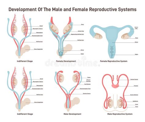 Female Reproductive System Development. Embryonic Growth and Sexual Stock Illustration ...