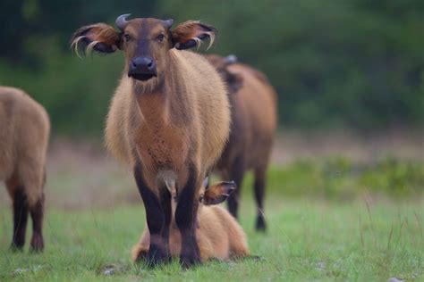 Congo wildlife: closer than ever - Lonely Planet