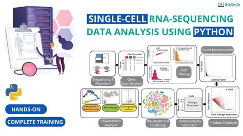 Hands-on: Single-Cell RNA-Sequencing Data Analysis Using Python [Complete Training] | BioCode