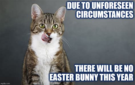 Easter Kitten Memes