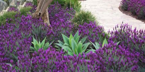 Lavender in the Drought Tolerant Landscape - Malibu Garden Club