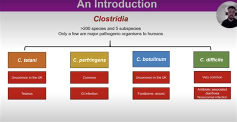 Gram positive spore forming Rods Flashcards | Quizlet