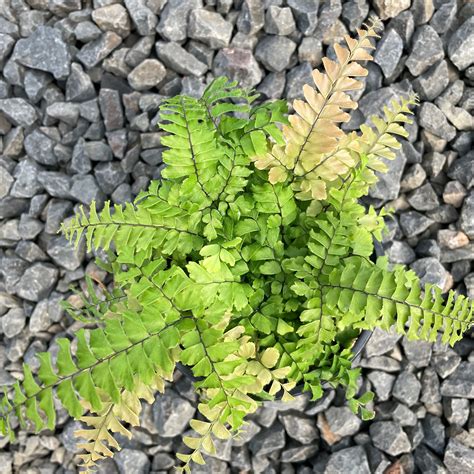 Adiantum hispidulum 'Bronze Venus' - Maidenhair Fern (4.5" Pot) | Little Prince To Go