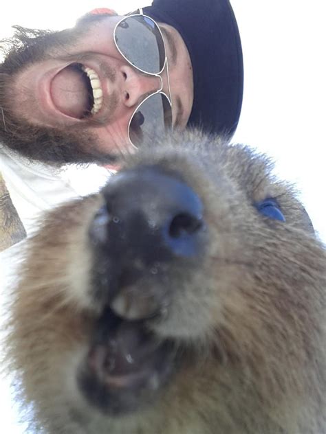 15 Quokka Selfies Too Cute to Ignore | Quokka animal, Quokka, Happy animals