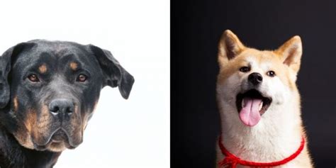 Akita Rottweiler Mix: Shedding, Training, and Care