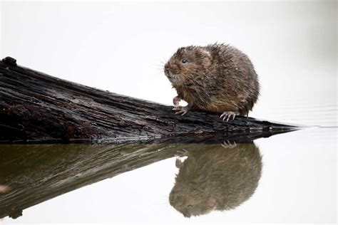 Water rat definition and meaning | Collins English Dictionary