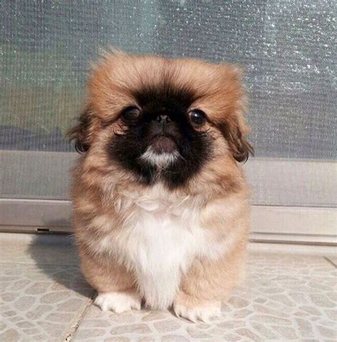 Adorable little peke!! | Cute dogs, Pekingese dogs, Cutest dog ever