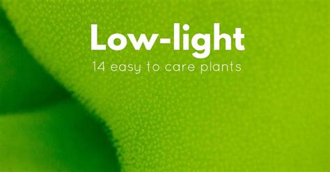 14 Low-Light Freshwater Plants Perfect for the Novice Aquarist • Fish ...