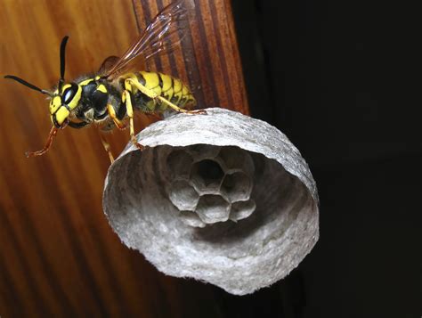 Yellow Jacket Nest In Wall