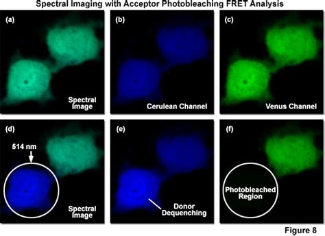 ZEISS Microscopy Online Campus | FRET Microscopy with Spectral Imaging