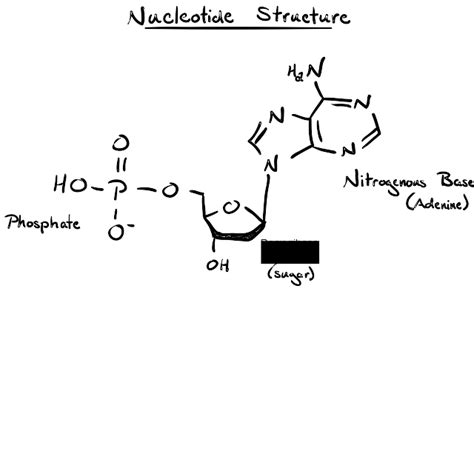 Dna Structure Labeled Hydrogen Bonds