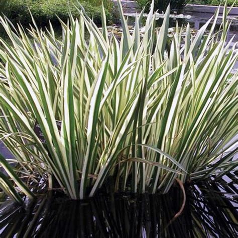 Variegated Sweet Flag | Enhanced Pond Benefits