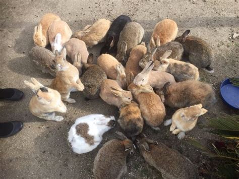 Okunoshima Island (Takehara) - 2021 All You Need to Know BEFORE You Go (with Photos) - Tripadvisor