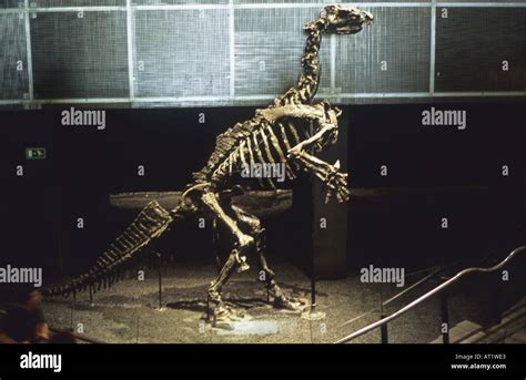 Iguanodon bernissartensis Fossil of Dinosaur Stock Photo - Alamy