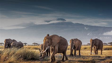 Africa's Photographer of the Year - Wildlife & Travel