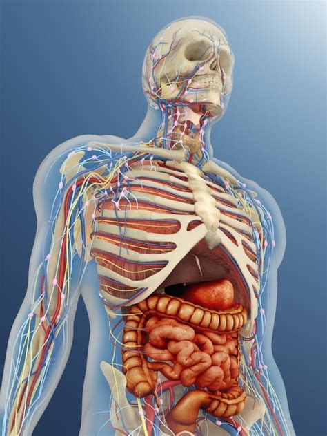 Anatomy Of The Human Lower Body Organs : science anatomy scan of human ...