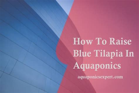 How To Raise Blue Tilapia In Aquaponics - aquaponicsexpert
