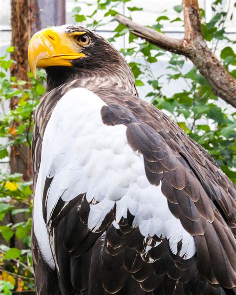 Stellar Sea-eagle Photograph by Aaron Flook