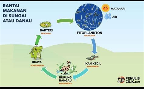 tuliskan penjelasan dari rantai makanan sungai atau danau pada di ...