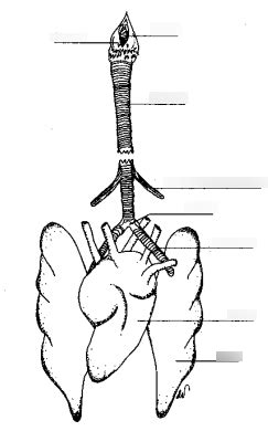 Avian Resp Diagram - Simple Diagram | Quizlet