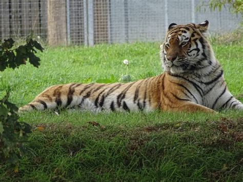 Tiger at Yorkshire Wildlife Park - ZooChat