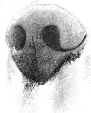 Dog Nose Sketch at PaintingValley.com | Explore collection of Dog Nose Sketch