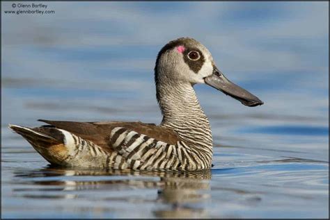 Pink-eared Duck (Malacorhynchus membranaceus) | Focusing on Wildlife