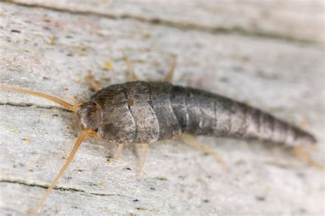 Silverfish and Your Books: What You Need to Know