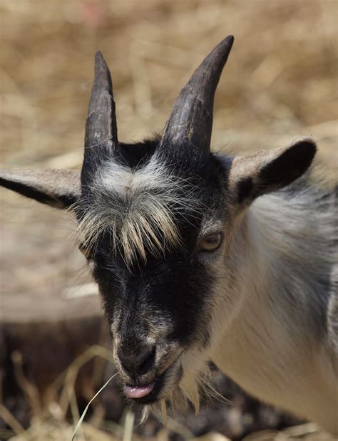 Fuzzy goat | Krop's Crops, Great Falls, VA | David Waldman | Flickr