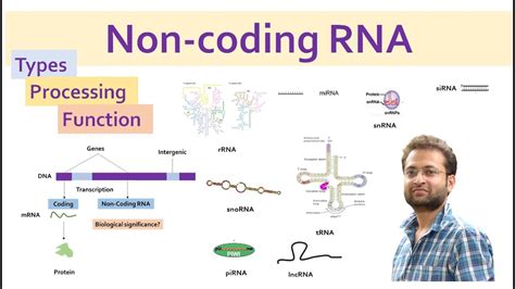 Non coding RNA types, features and function. miRNA, siRNA, lncRNA ...