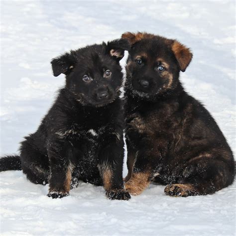 Name Canada’s Future RCMP Police Dogs: Name the Puppy Contest 2023