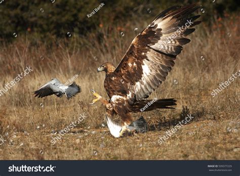 9,489 Golden Eagle Hunting Images, Stock Photos & Vectors | Shutterstock