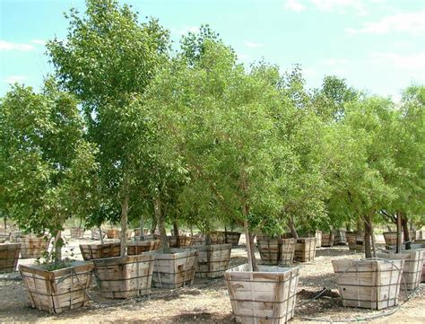 Desert Trees Nursery - Tucson AZ 85742 | 800-873-3041 | Landscaping