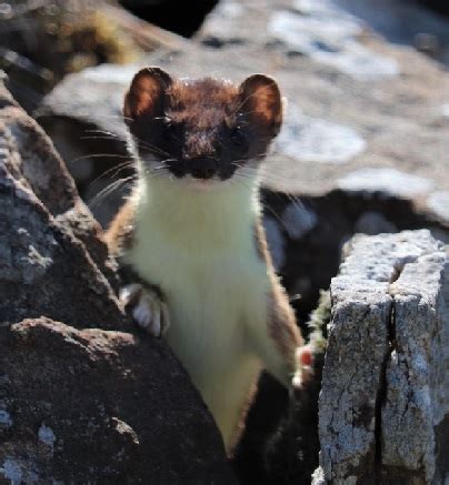 Stoat Characteristics, Habitat & Pets | Study.com