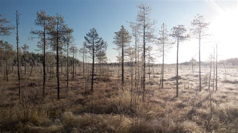 Free Images : landscape, tree, grass, wilderness, winter, sun, prairie, morning, soil, spruce ...