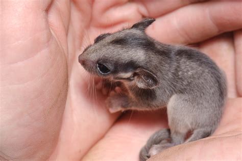 leadbeaters-possum-baby-healesville-sanctuary-zoos-vic-6 - Friends of Leadbeater's Possum Inc