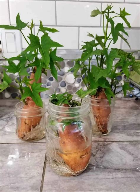 Growing Sweet Potatoes Indoors [The Complete Guide]