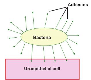 Adhesins on the uropathogen are responsible for attachment of the... | Download Scientific Diagram