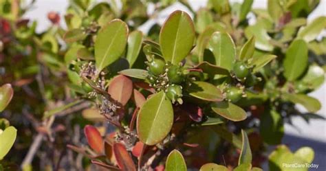 Korean Boxwood Care: How To Grow Buxus Microphylla